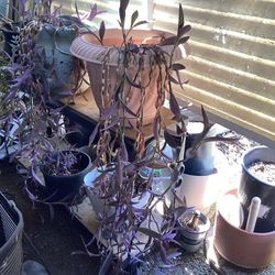 Pot Purple Plant