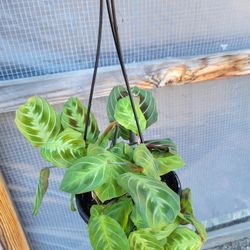 Prayer Plant 6" Pot 