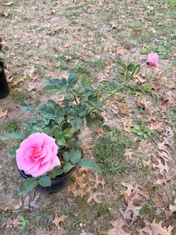 Light pink fragrant rose plant blooming now