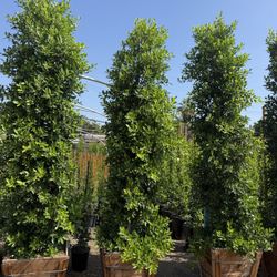 Ficus Nitida Indian Laurel Privacy Hedge