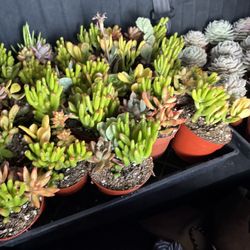 Succulent Mix 