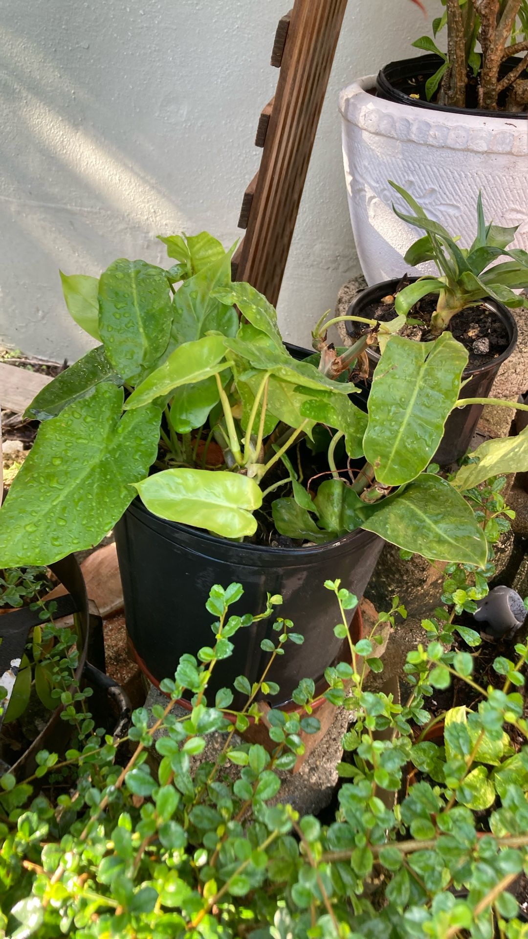 Plantas