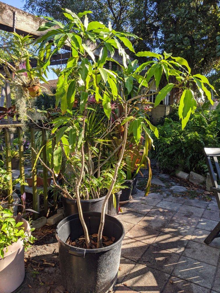 Haden Mango Tree