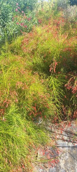 Russelia. And Butterfly Bush
