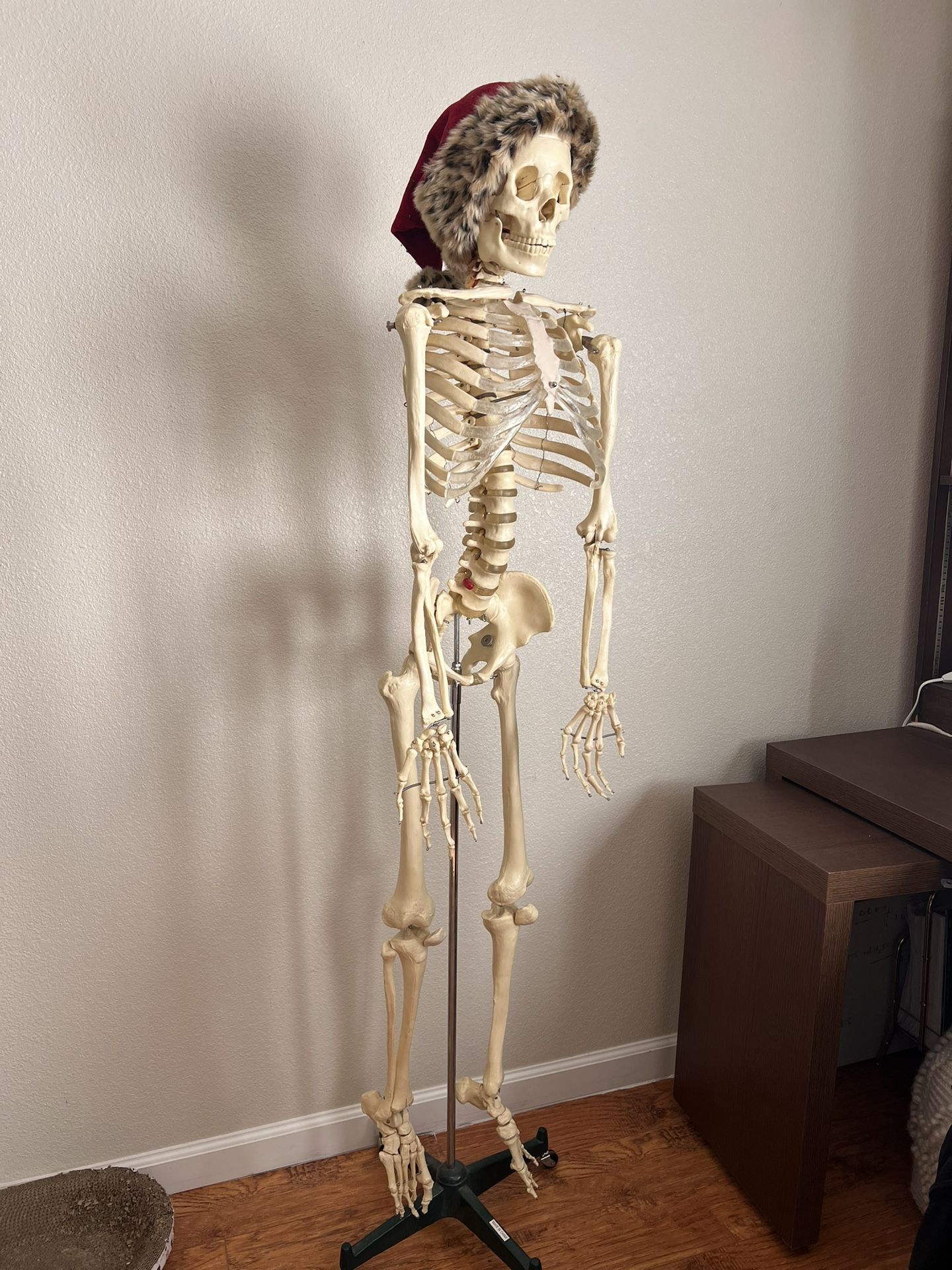 Anatomy Skeleton