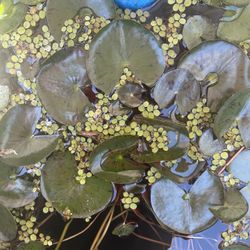 Salvinia Minima Water Spangle 