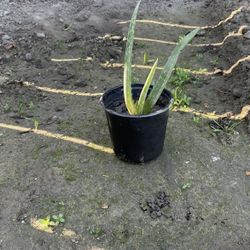 Aloe Vera Small Size Plant
