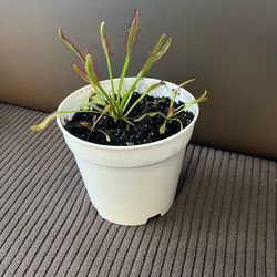 Carnivorous Sundews Plus Bonus Babies!