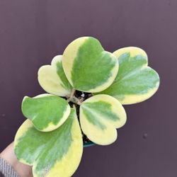 4” variegated hoya kerrii 