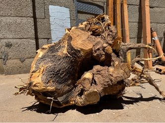 Tree Stump From Palo Verde Tree