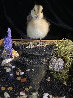 Duckling 