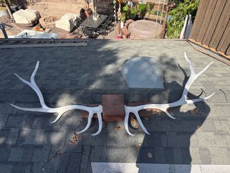 Huge elk antlers mounted