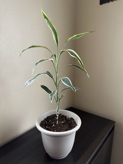 Live plant 22”