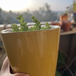 Succulent and String of Hearts