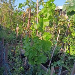 Large Red Grape Vine