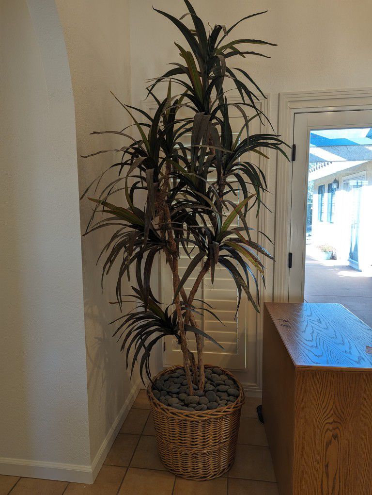Faux Dracaena-Type Plant