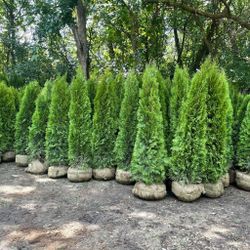 Privacy Tree Sale FREE DELIVERY! Emerald Green & Green Giants 