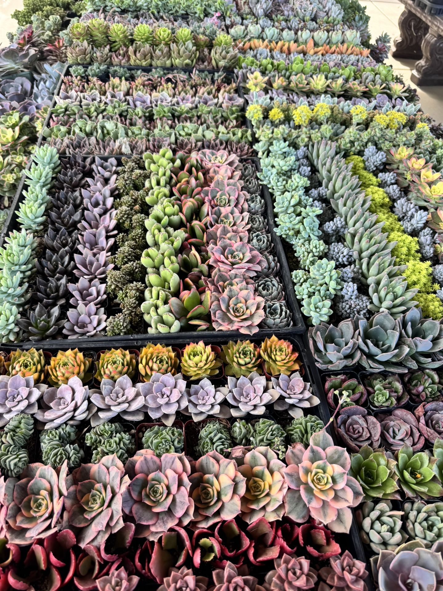 Succulents $2 Each