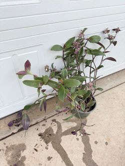 Big tradestia plant. Ready for big pot