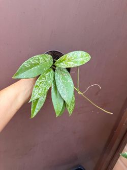 4” hoya pubicalyx silver spot (different than normal splash)