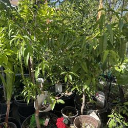 Nectarines Or Peach Fruit Tree Plant 