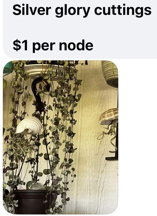 String Of Hearts, Variegated Hearts, Silver Glory, Spades , Orange River 