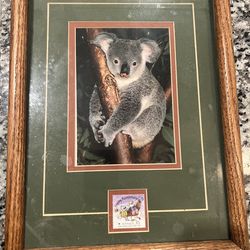 Koala picture