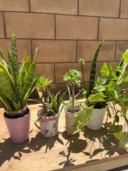 Bundle of plants