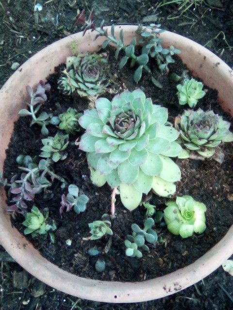 Jade And Succulent Planter