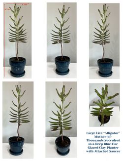 Live “Alligator” Mother-of-Thousands Succulent in Deep Blue Fire Glazed Clay Planter w Attached Sauc