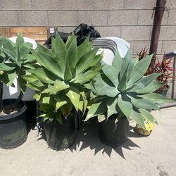 Foxtail agave , agave attenuata succulent