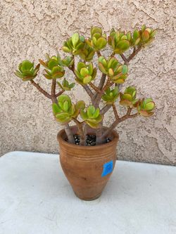 17” (terracotta) Jade Tree/Money Jade/Lucky Jade/Friendship Plant