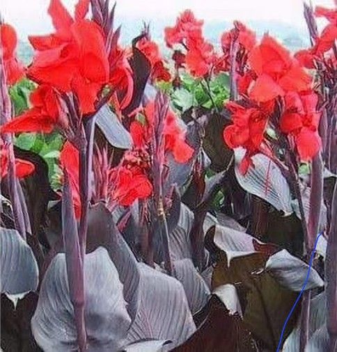 Red Canna Lily Bulbs