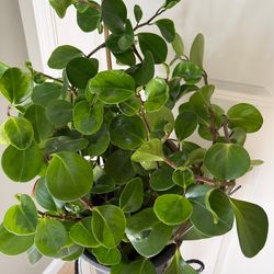 Begonia and healthy indoor plants for sale $10 each