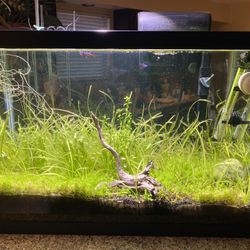 Fish tank and equipment
