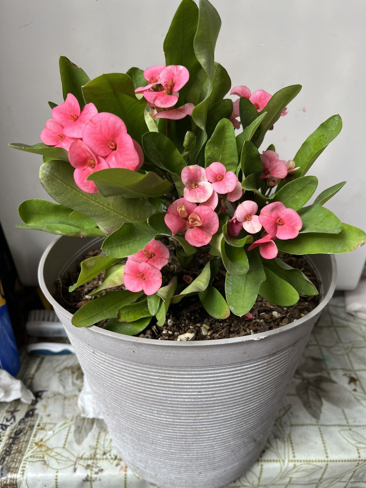 Corona De Cristo Con Muchas Flores $40 Por Toda La Maceta Bonito Regalo Para Mamá