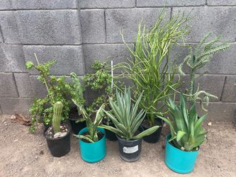 Plants
