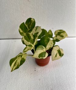 N’joy Pothos