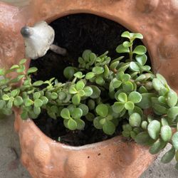 Clay Pot With Elephant Bush Plant 