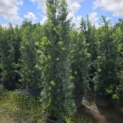 podocarpus 7 Feet Tall over the pot Instant Privacy Hedge 