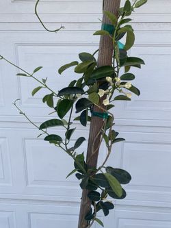 Madagascar Jasmine - Jasmine Bridal Wedding Flowers Climbing Outdoor Plant, In 5 Gallóns Pot Pick Up Only