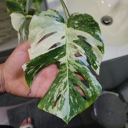 unrooted high mint verigation albo monstera cutting
