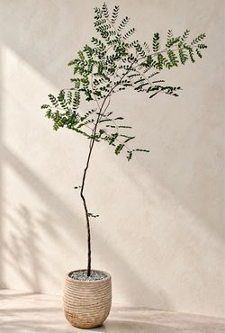 ~ 50” Tall ‘Rare’ Delonix Floribunda (Planter Included) #Q20 ‘Local LA Seller’