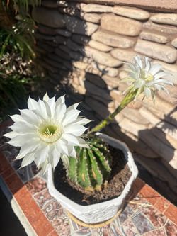 Cactus