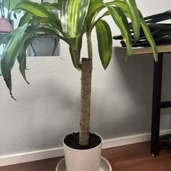 Indoor Plant