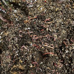Red Wiggler Composting Worms 