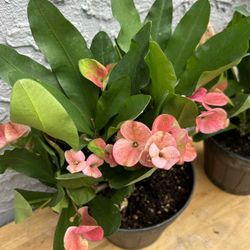Corona de Cristo Live Plant Double Bloom 20 each (Phoenix)