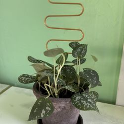 Schindapsus Pothos In 4 Inch Pot With Trellis