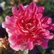 Rare European, Japan rose plants , Lotus/Sea Anemone