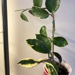 Two Plants- One Price